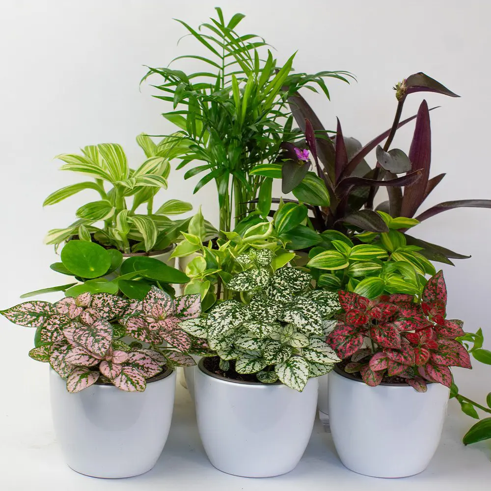 Flower Arrangements